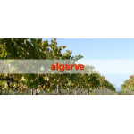 Vinuri din Algarve - Regiuni Porto