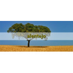 Vinuri Alentejo - Regiune renumită