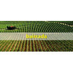 Vins Bairrada | Régions viticoles Portugal
